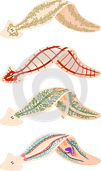 Nervous, Reproductive, Digestive and Excretory system of planaria flatworm photo